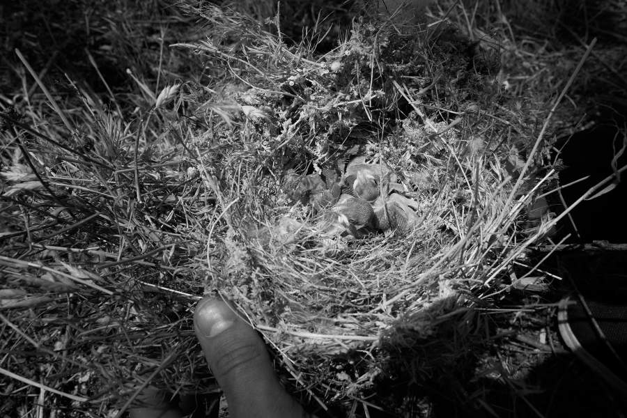 Ногайская степь