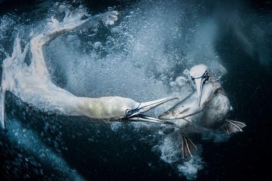 Победители World Nature Photography Awards 2024