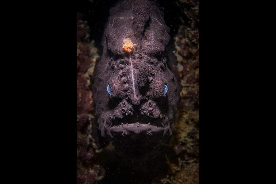 Победители World Nature Photography Awards 2024