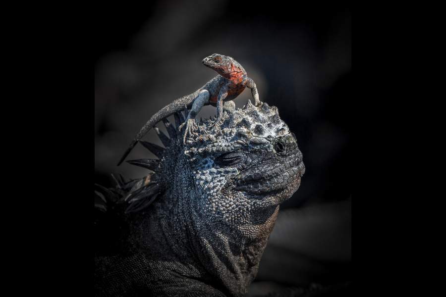 Победители World Nature Photography Awards 2024