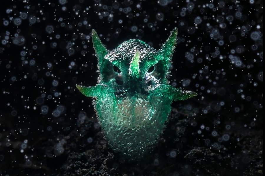 Победители World Nature Photography Awards 2024