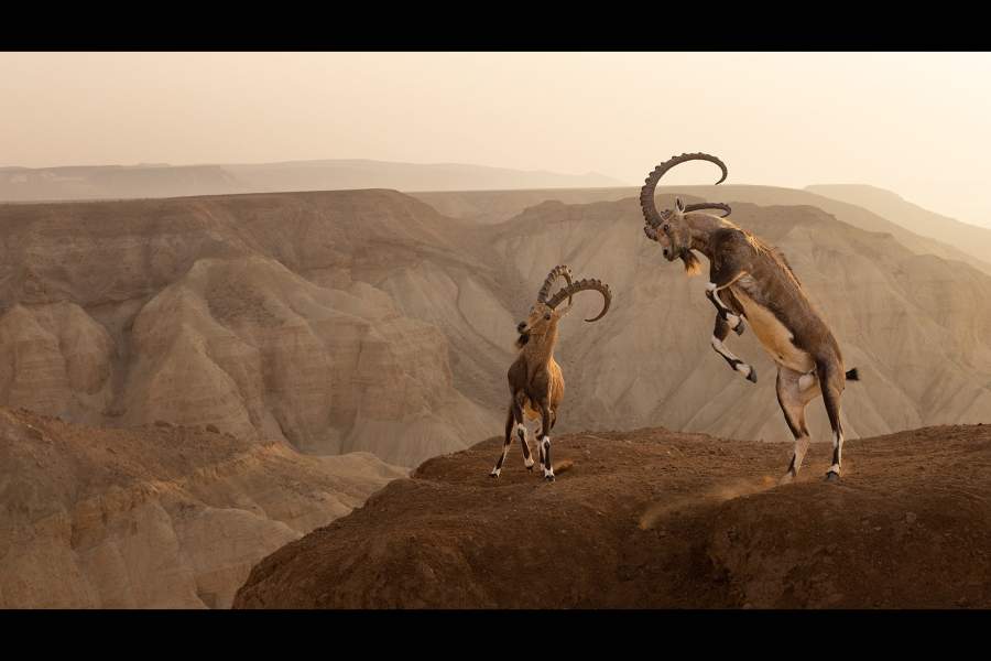 Победители World Nature Photography Awards 2024