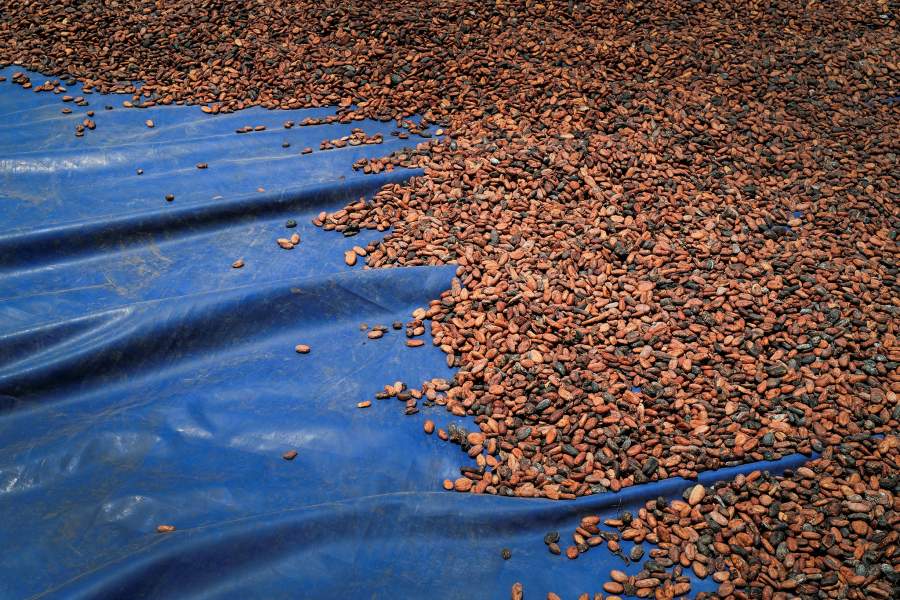 Африканские какао-плантации в опасности