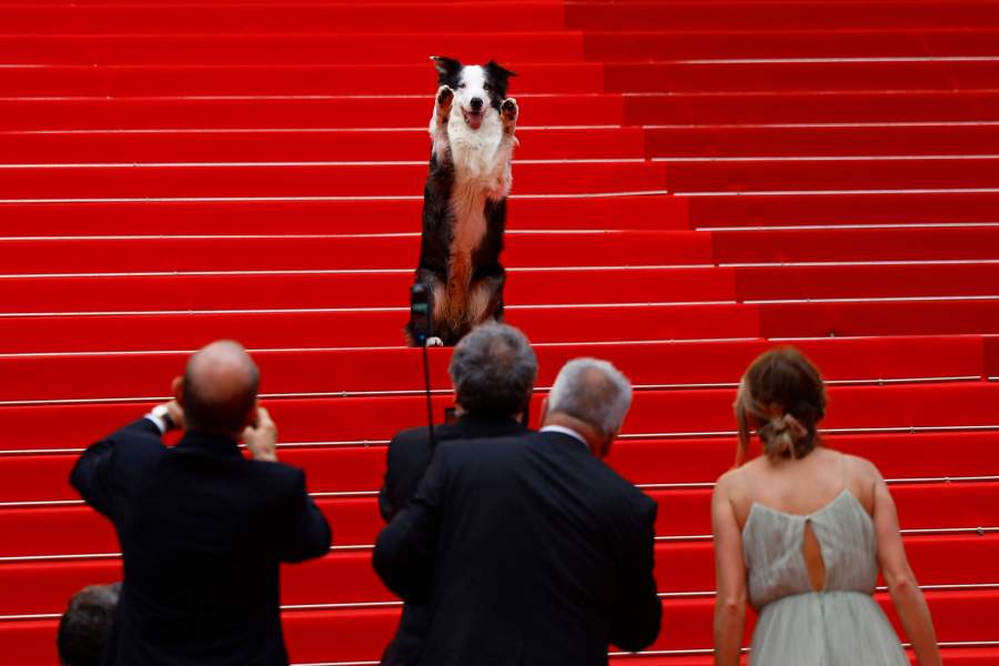 Каннский кинофестиваль