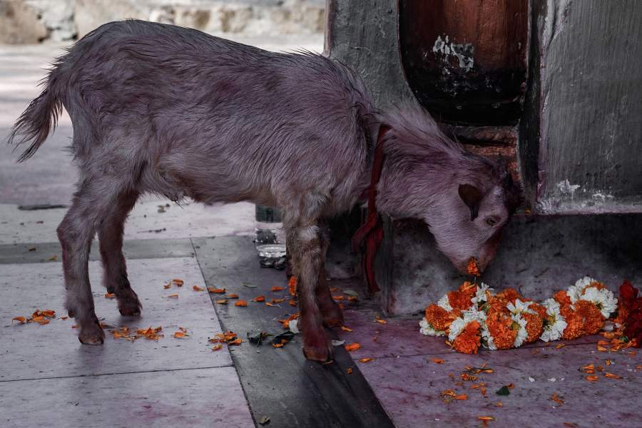 Храм Камакхи