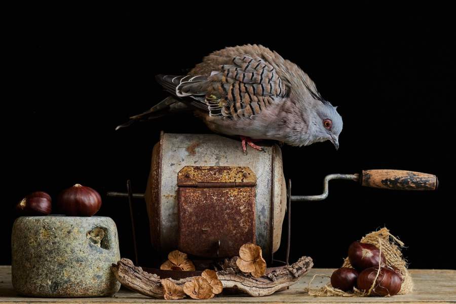 Победители Pink Lady Food Photographer of the Year 2024