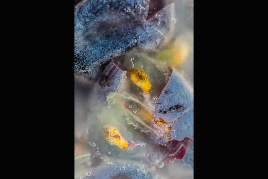 Победители Pink Lady Food Photographer of the Year 2024