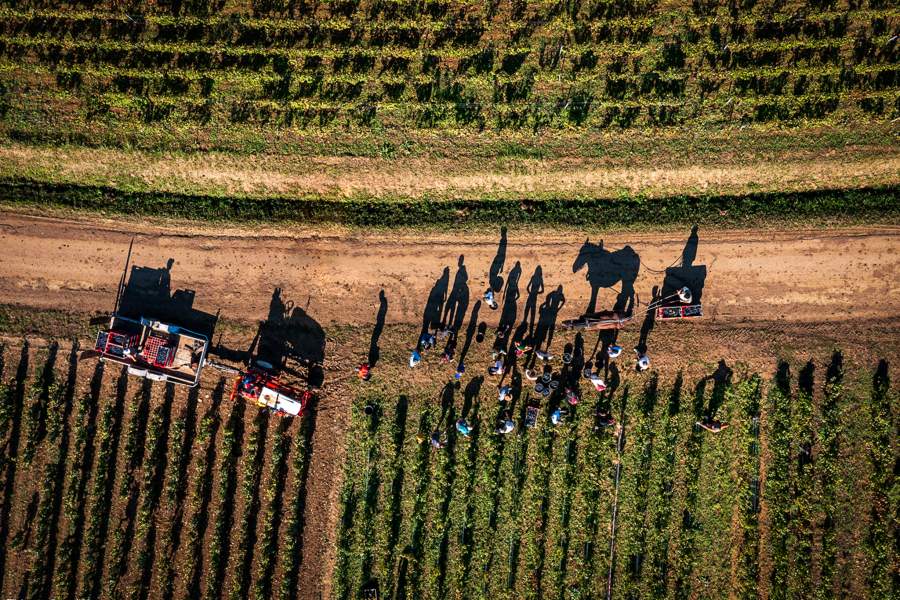 Победители Pink Lady Food Photographer of the Year 2024