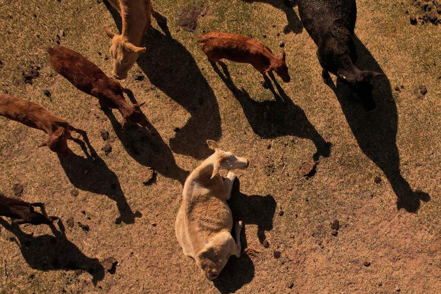 Засуха в Мексике