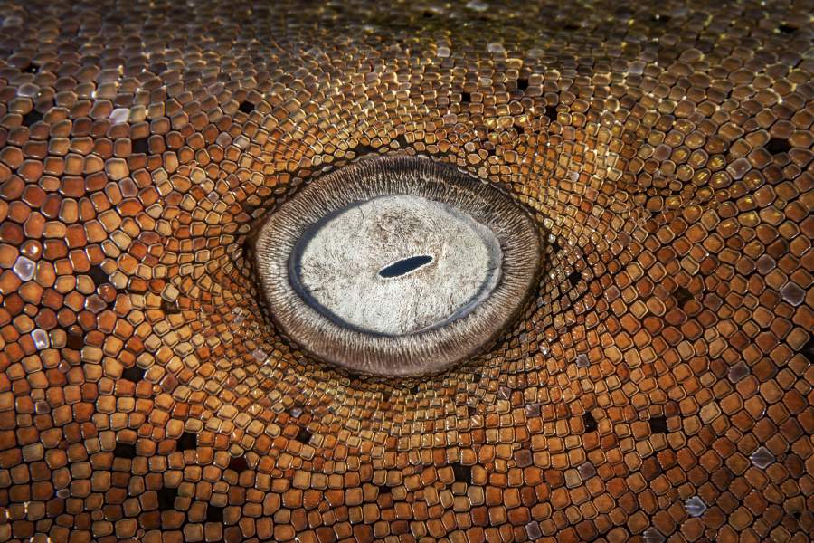 BigPicture Photography: Natural World Photography