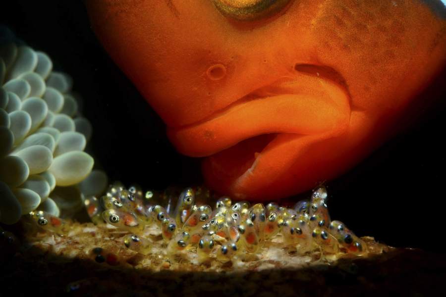 BigPicture Photography: Natural World Photography