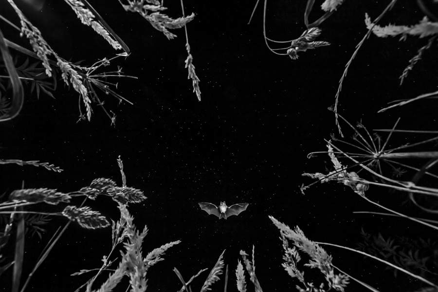 BigPicture Photography: Natural World Photography