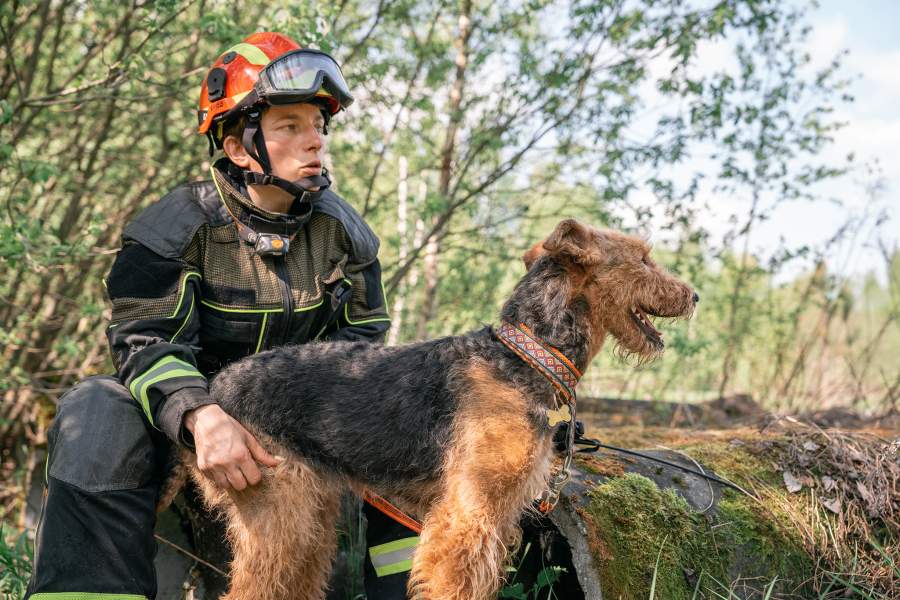 Как собаки помогают искать людей