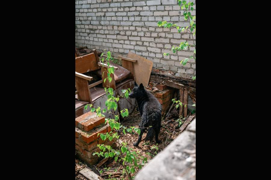 Как собаки помогают искать людей