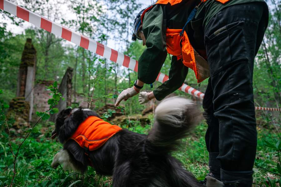 Как собаки помогают искать людей