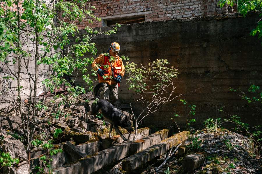 Как собаки помогают искать людей