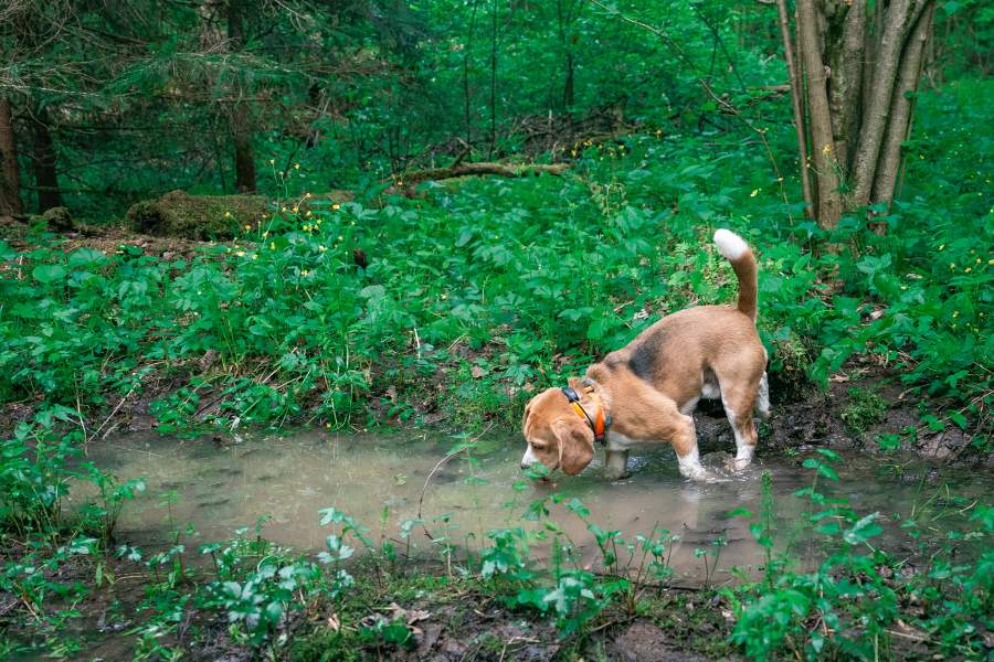 Как собаки помогают искать людей