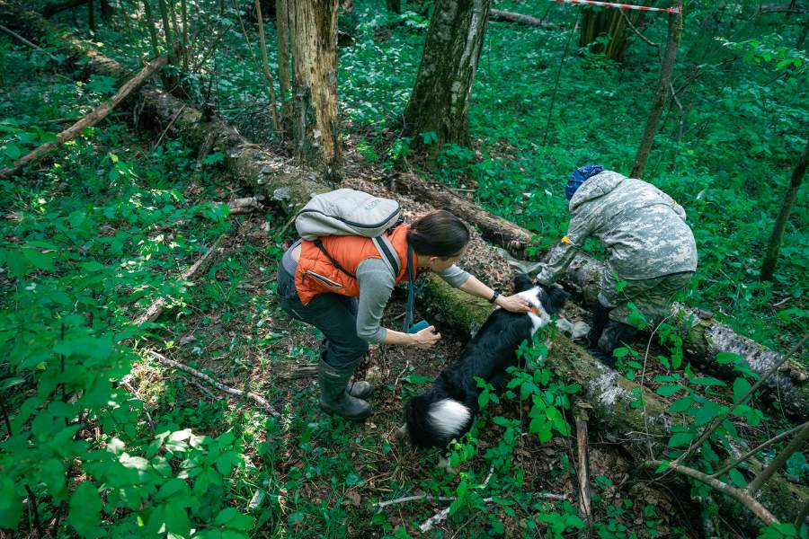 Как собаки помогают искать людей