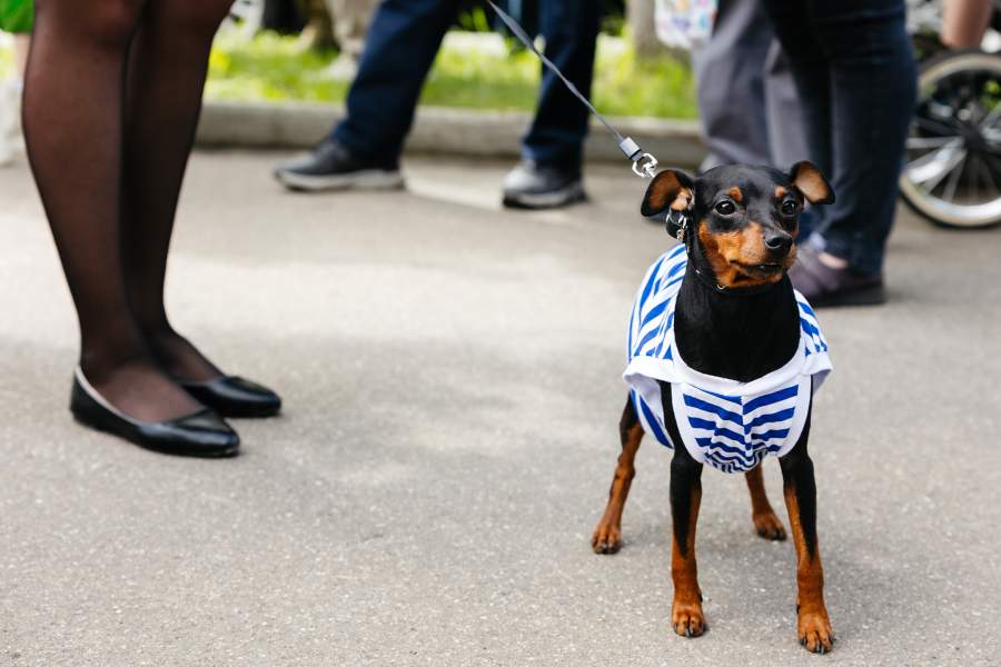 Как в России отпраздновали день ВДВ