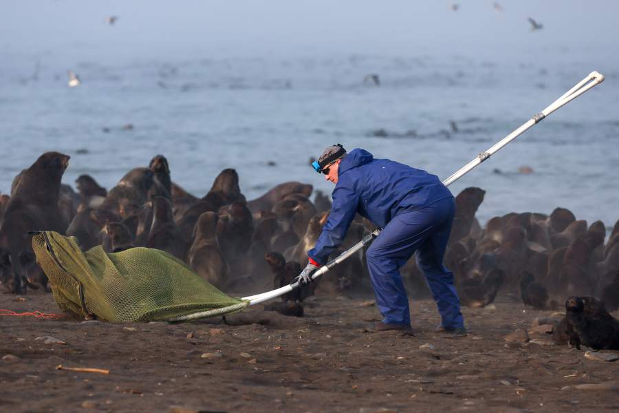 Экспедиция «Бумеранга» на остров Тюлений