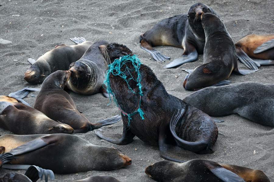 Экспедиция «Бумеранга» на остров Тюлений