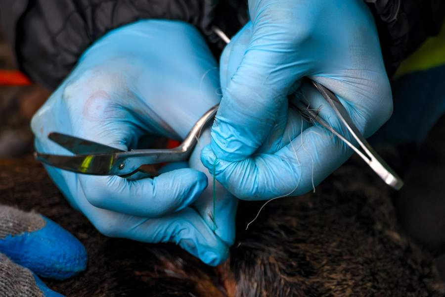 Экспедиция «Бумеранга» на остров Тюлений