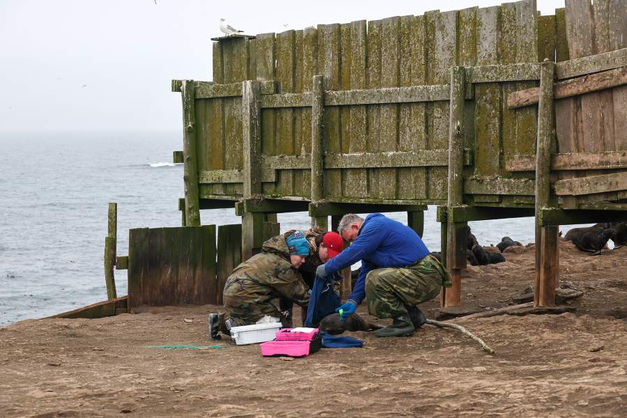 Экспедиция «Бумеранга» на остров Тюлений