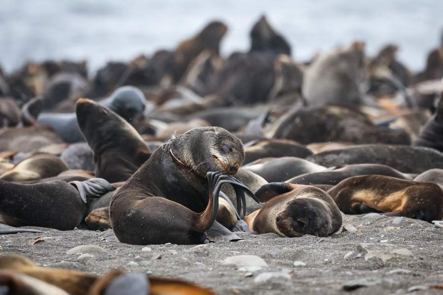 Экспедиция «Бумеранга» на остров Тюлений