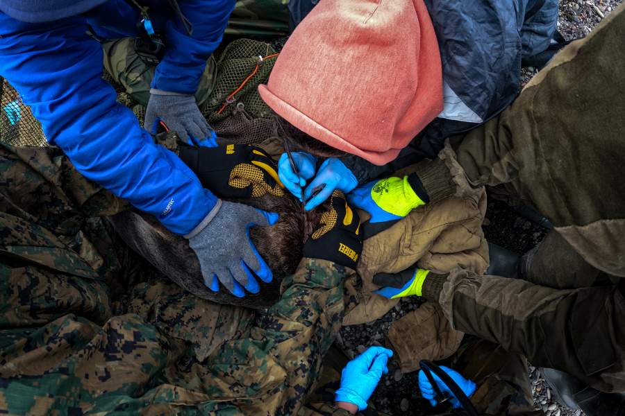 Экспедиция «Бумеранга» на остров Тюлений