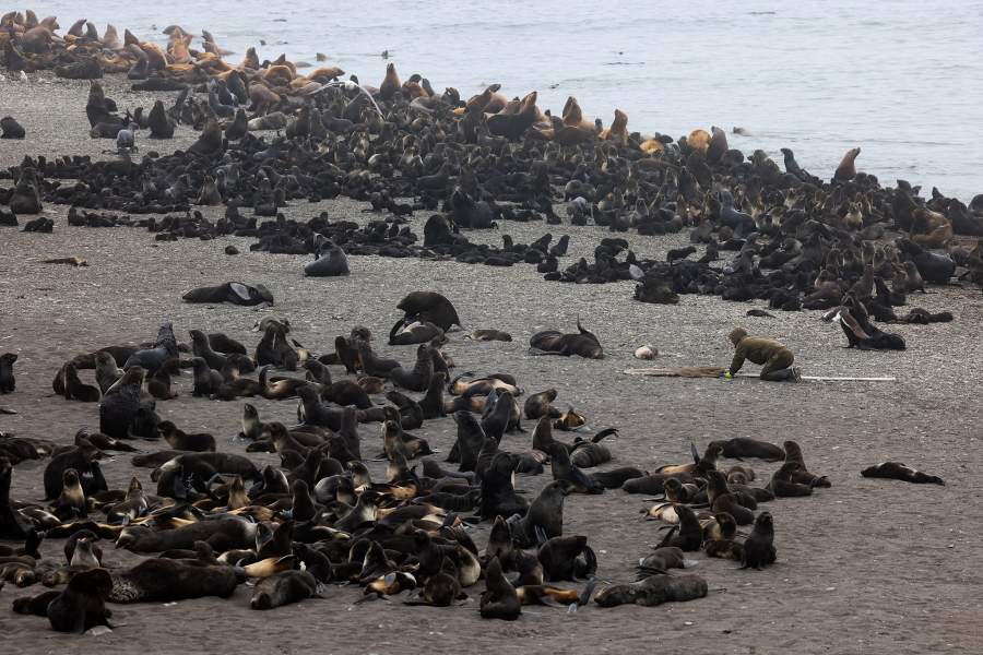Экспедиция «Бумеранга» на остров Тюлений