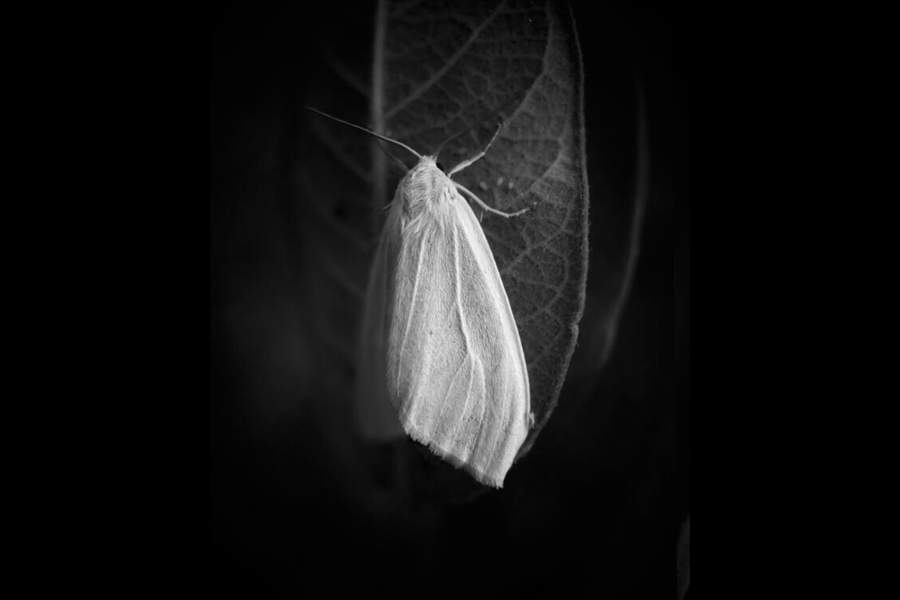 iPhone Photography Awards 2024