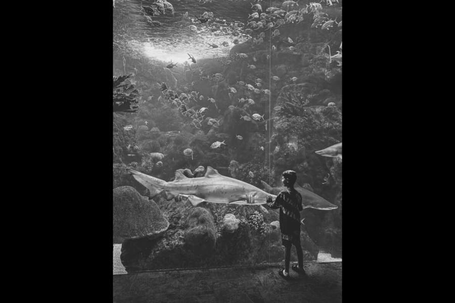 iPhone Photography Awards 2024