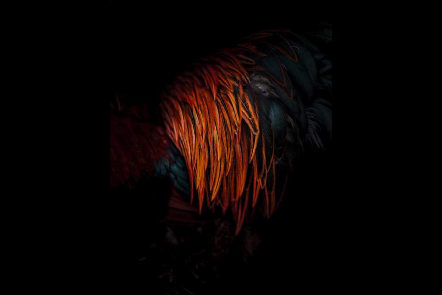 iPhone Photography Awards 2024