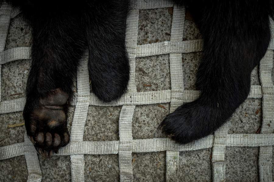 Как охотники объединились с зоозащитниками, чтобы спасти медведей