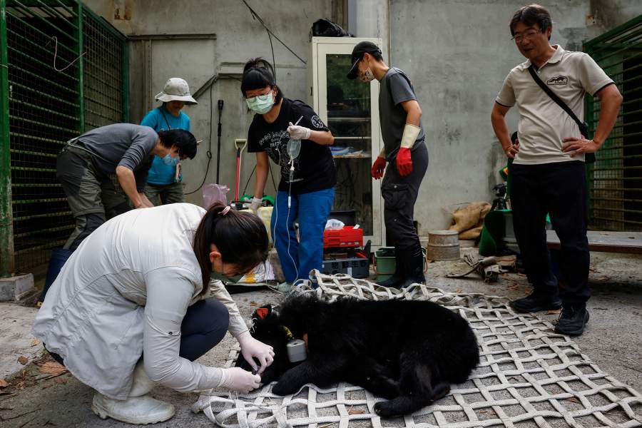 Как охотники объединились с зоозащитниками, чтобы спасти медведей