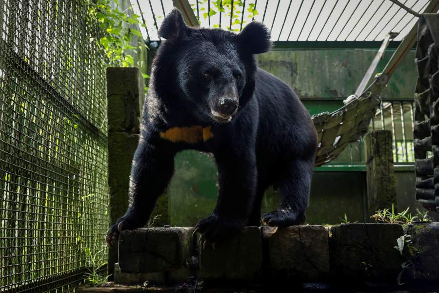 Как охотники объединились с зоозащитниками, чтобы спасти медведей