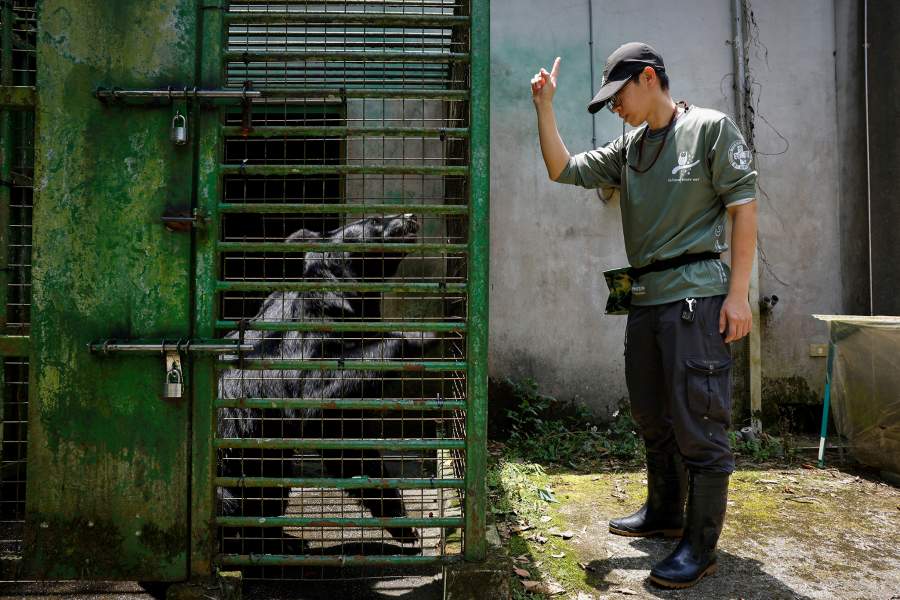 Как охотники объединились с зоозащитниками, чтобы спасти медведей