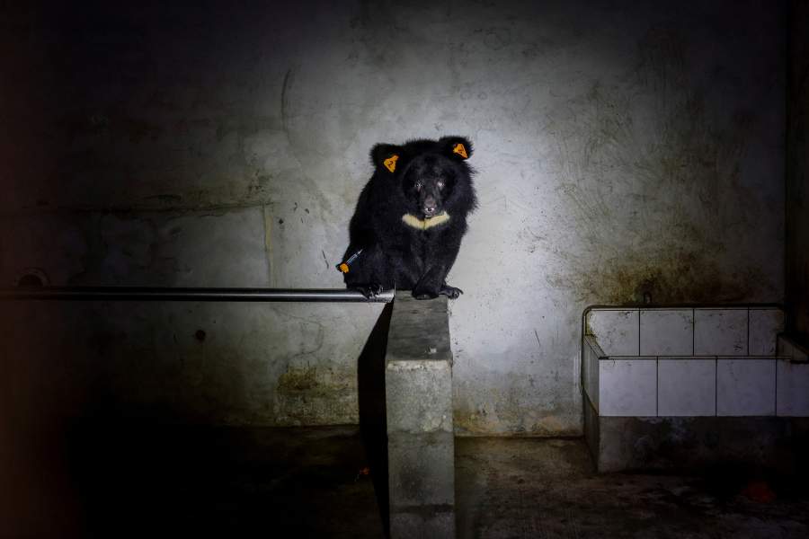 Как охотники объединились с зоозащитниками, чтобы спасти медведей