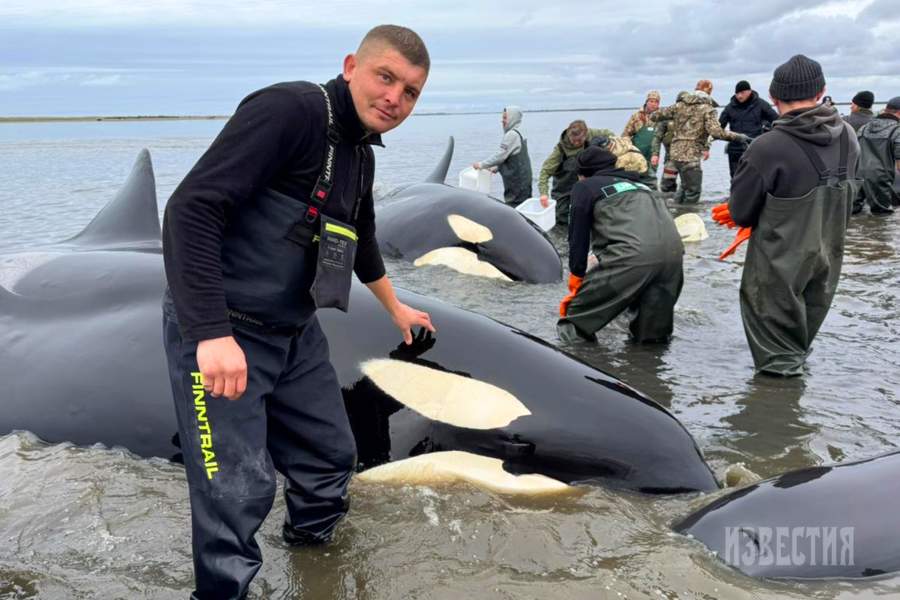 На Камчатке развернулась операция по спасению заплывших на мелководье косаток