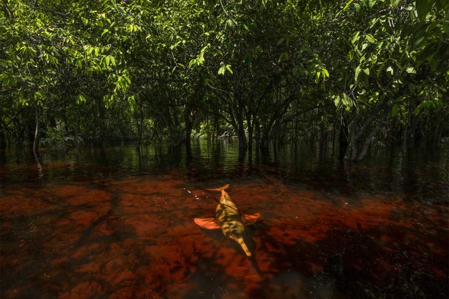 Dolphins of the Forest by Thomas Peschak (Germany/South Africa)