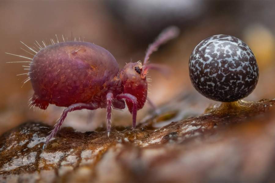 Life Under Dead Wood by Alexis Tinker-Tsavalas (Germany)