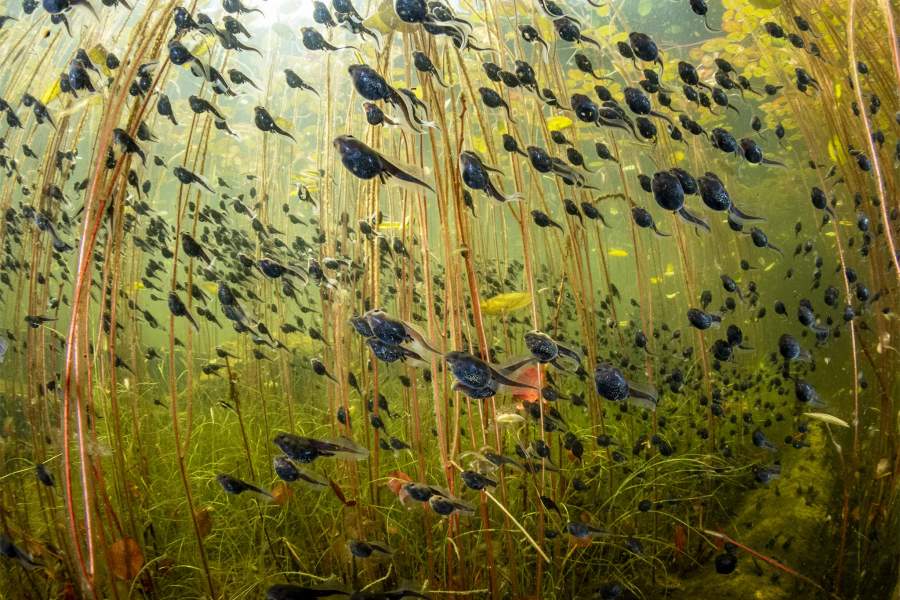 The Swarm of Life by Shane Gross (Canada)