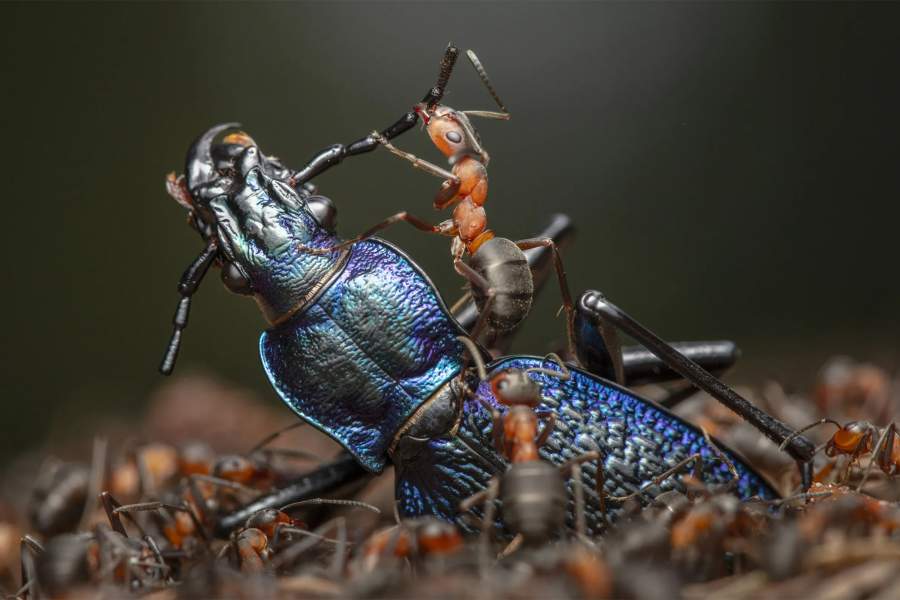 The Demolition Squad by Ingo Arndt (Germany)