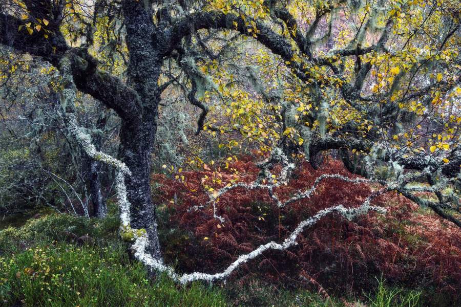Old Man of the Glen by Fortunato Gatto (Italy)