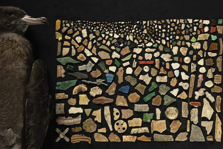 A Diet of Deadly Plastic by Justin Gilligan (Australia)