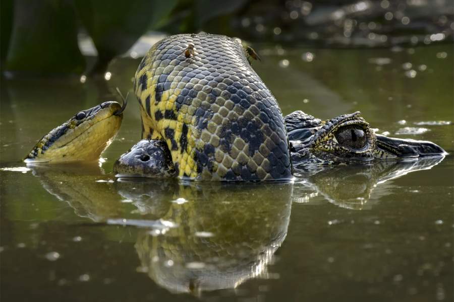 Wetland Wrestle by Karine Aigner (US)