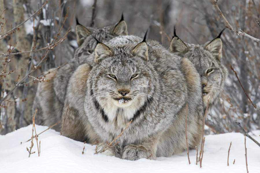On Watch by John E Marriott (Canada)