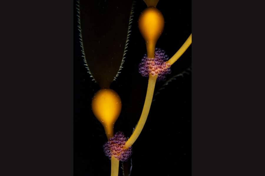 The Serengeti of the Sea by Sage Ono (US)