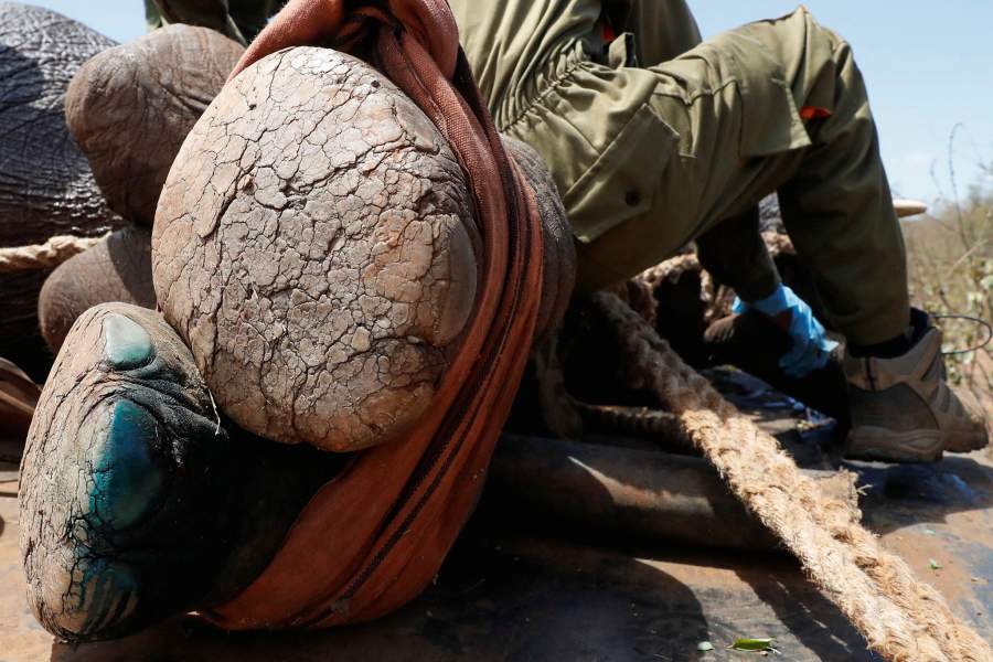 Перевозка слонов в Кении