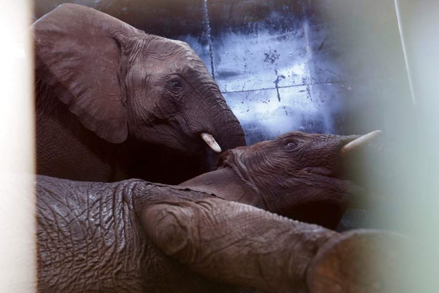 Перевозка слонов в Кении